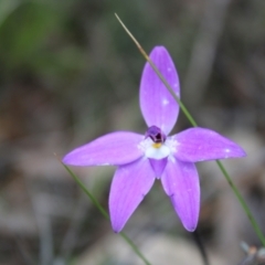 Glossodia major at Molonglo Valley, ACT - 22 Sep 2022