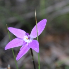 Glossodia major at Molonglo Valley, ACT - 22 Sep 2022