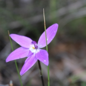 Glossodia major at Molonglo Valley, ACT - 22 Sep 2022