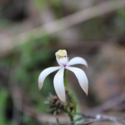 Caladenia ustulata (Brown Caps) at Molonglo Valley, ACT - 22 Sep 2022 by Tapirlord