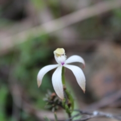 Caladenia ustulata (Brown Caps) at Molonglo Valley, ACT - 22 Sep 2022 by Tapirlord