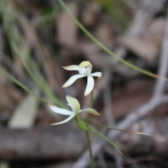 Caladenia ustulata at Molonglo Valley, ACT - suppressed