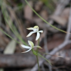 Caladenia ustulata at Molonglo Valley, ACT - 22 Sep 2022