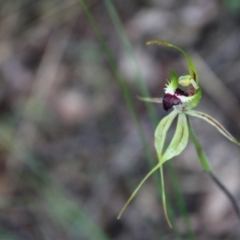 Caladenia atrovespa (Green-comb Spider Orchid) at Farrer, ACT - 22 Oct 2022 by Tapirlord