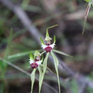 Caladenia atrovespa at Farrer, ACT - suppressed