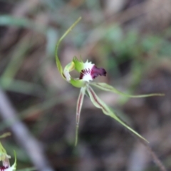 Caladenia atrovespa at Farrer, ACT - 22 Oct 2022