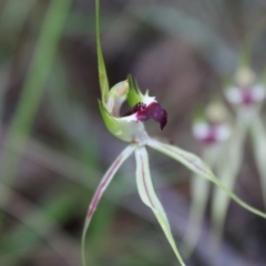 Caladenia atrovespa at Farrer, ACT - suppressed