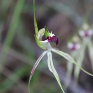 Caladenia atrovespa at Farrer, ACT - 22 Oct 2022