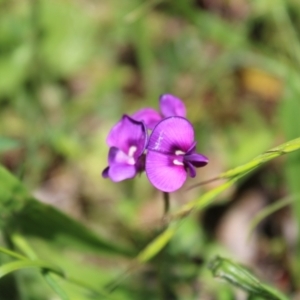 Swainsona sericea at Red Hill, ACT - 15 Nov 2022 11:27 AM