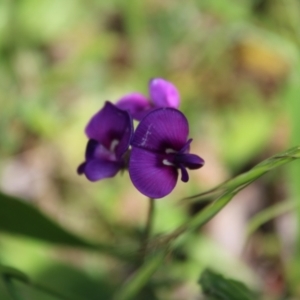 Swainsona sericea at Red Hill, ACT - 15 Nov 2022