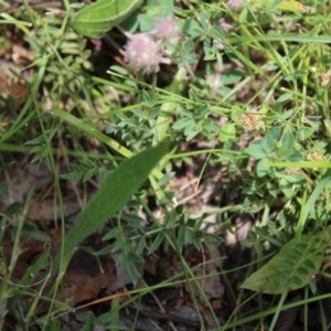 Swainsona sericea at Red Hill, ACT - 15 Nov 2022 11:27 AM