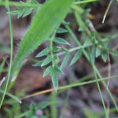 Swainsona sericea at Red Hill, ACT - 15 Nov 2022 11:27 AM