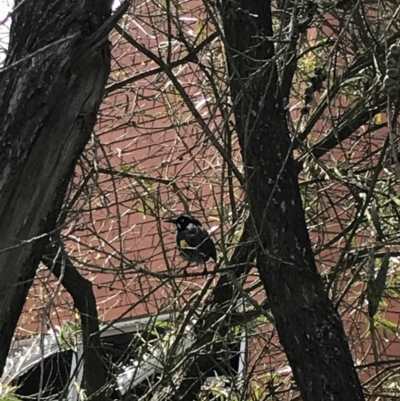 Phylidonyris novaehollandiae (New Holland Honeyeater) at Wendouree, VIC - 30 Sep 2022 by Tapirlord