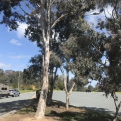 Eucalyptus polyanthemos (TBC) at Avenel, VIC - 24 Sep 2022 by Tapirlord