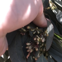 Eucalyptus polyanthemos at Avenel, VIC - 24 Sep 2022