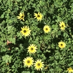 Arctotheca calendula (Capeweed, Cape Dandelion) at Albury - 24 Sep 2022 by Tapirlord