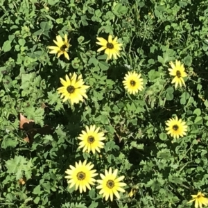 Arctotheca calendula at South Albury, NSW - 24 Sep 2022 09:26 AM