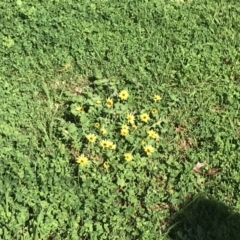 Arctotheca calendula at South Albury, NSW - 24 Sep 2022 09:26 AM