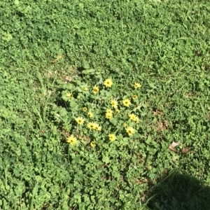 Arctotheca calendula at South Albury, NSW - 24 Sep 2022