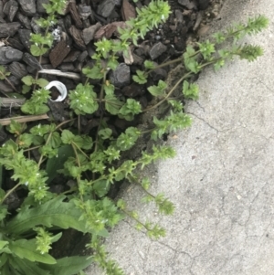 Veronica arvensis at South Gundagai, NSW - 23 Sep 2022 05:04 PM