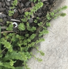 Veronica arvensis at South Gundagai, NSW - 23 Sep 2022