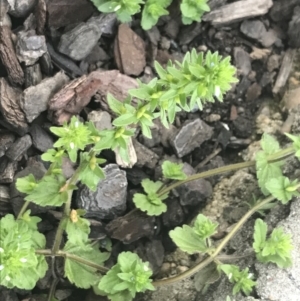 Veronica arvensis at South Gundagai, NSW - 23 Sep 2022 05:04 PM