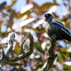 Artamus cyanopterus cyanopterus (Dusky Woodswallow) at Gungahlin, ACT - 18 Nov 2022 by pjpiper