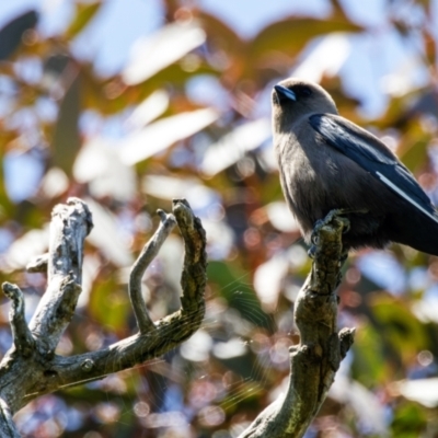 Artamus cyanopterus cyanopterus (Dusky Woodswallow) at Mulanggari Grasslands - 18 Nov 2022 by pjpiper