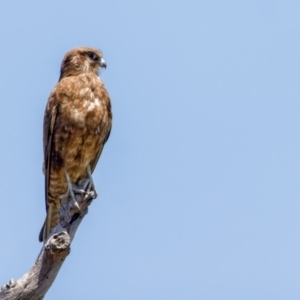 Falco berigora at Gungahlin, ACT - 18 Nov 2022 12:18 PM