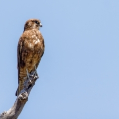 Falco berigora (Brown Falcon) at Mulanggari Grasslands - 18 Nov 2022 by pjpiper