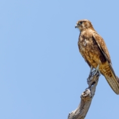 Falco berigora at Gungahlin, ACT - 18 Nov 2022