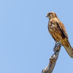 Falco berigora at Gungahlin, ACT - 18 Nov 2022 12:18 PM