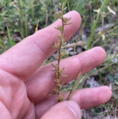 Veronica arvensis (Wall Speedwell) at Higgins, ACT - 18 Nov 2022 by MattM