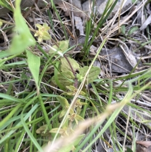 Veronica arvensis at Higgins, ACT - 18 Nov 2022