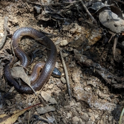 Parasuta dwyeri (Dwyer's Black-headed Snake) at QPRC LGA - 18 Nov 2022 by Wandiyali