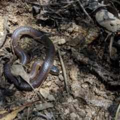 Parasuta dwyeri (Dwyer's Black-headed Snake) at Googong, NSW - 18 Nov 2022 by Wandiyali