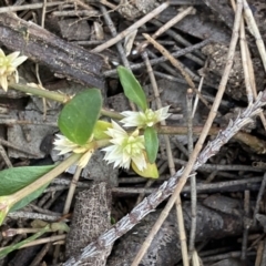 Alternanthera sp. A Flora of NSW (M. Gray 5187) J. Palmer at Higgins Woodland - 18 Nov 2022 by MattM