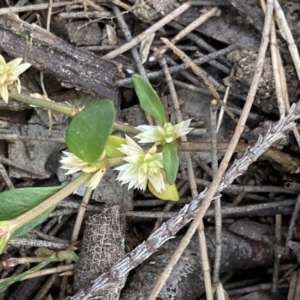 Alternanthera sp. A Flora of NSW (M. Gray 5187) J. Palmer at Higgins, ACT - 18 Nov 2022