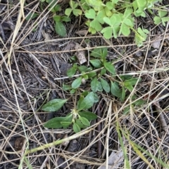 Alternanthera sp. A Flora of NSW (M. Gray 5187) J. Palmer at Higgins, ACT - 18 Nov 2022 04:40 PM