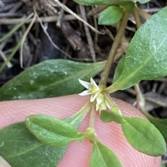 Alternanthera sp. A Flora of NSW (M. Gray 5187) J. Palmer at Higgins, ACT - 18 Nov 2022 04:40 PM