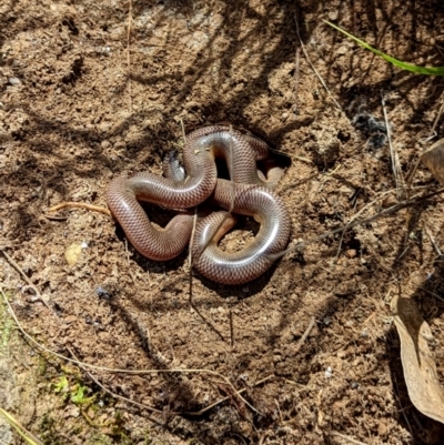 Anilios nigrescens (Blackish Blind Snake) at Wandiyali-Environa Conservation Area - 18 Nov 2022 by Wandiyali