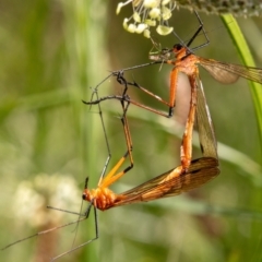 Harpobittacus australis (Hangingfly) at Mount Majura - 18 Nov 2022 by Boagshoags