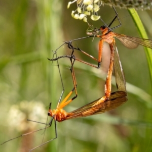 Harpobittacus australis at Hackett, ACT - 18 Nov 2022