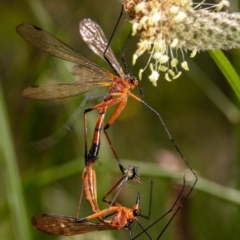 Harpobittacus australis at Hackett, ACT - 18 Nov 2022