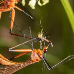 Harpobittacus australis at Hackett, ACT - 18 Nov 2022