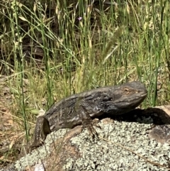 Pogona barbata (Eastern Bearded Dragon) at Hughes Grassy Woodland - 18 Nov 2022 by KL