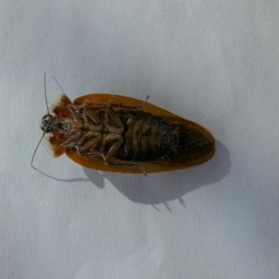 Unidentified Cockroach (Blattodea, several families) at QPRC LGA - 15 Nov 2022 by Paul4K