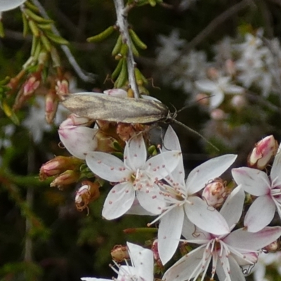 Unidentified Curved-horn moth (all Gelechioidea except Oecophoridae) at Borough, NSW - 16 Nov 2022 by Paul4K