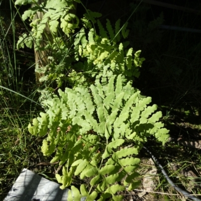 Histiopteris incisa (Bat's-Wing Fern) at Borough, NSW - 17 Nov 2022 by Paul4K