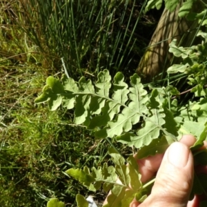 Histiopteris incisa at Borough, NSW - suppressed